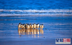 澳洲自然公園全球現場直播 3000小企鵝捕魚歸巢 