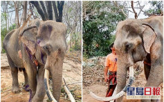 泰國象園疫情下無人到訪 50歲老象瘦至皮包骨險死