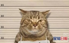泰國警方逮捕一隻貓 指其違反外出禁令