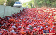 澳洲聖誕島5000萬隻紅蟹大遷徙 全島紅卜卜蔚為奇觀