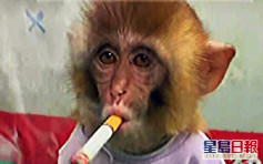 動物園發布幼猴抽煙影片挨轟 園方辯稱擺拍