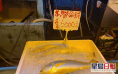 黃花魚︱荃灣楊屋道街市驚現6,000元一條 魚類發燒友：可能物超所值丨網上熱話