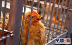 愛沙尼亞爆高致病性H5N8禽流感 港暫停進口禽類產品