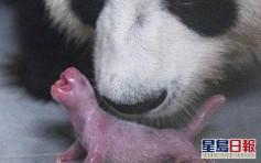 南韩喜迎首只大熊猫幼崽诞生