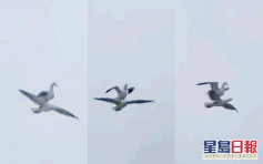 【片段】海鷗偷懶踩同伴背部 迎風展翅搭「順風車」