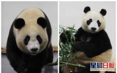 武漢動物園關閉3個月重開 大熊貓胖了15斤