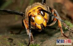 「殺人蜂」入侵美國威脅農業 多次被螫可奪命