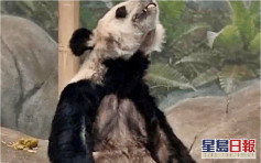兩隻旅美大熊貓 瘦骨嶙峋疑遭虐待