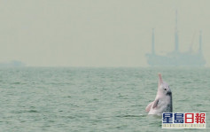 疫下高速船停航中華白海豚出沒率回升 環團促減緩海上交通