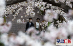 日櫻花提早滿開 學者推算京都逾1200年以來最早