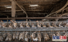 台灣現坦布蘇病毒 農委會將抽驗全台鴨蛋場  