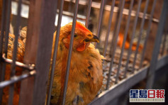英俄德爆H5N8禽流感 本港停進口禽類產品