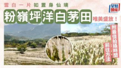 粉嶺坪洋村白茅盛放！白茅田雪白一片如仙境附最佳拍攝時間/交通