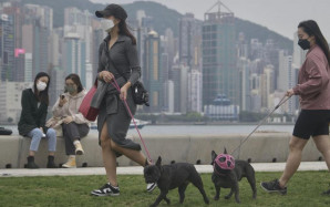 每日杂志｜内地走私异宠翌日到货  狐獴发狂噬主流血  未检疫恐爆传染病