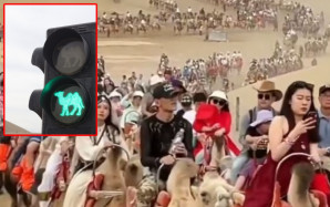 國慶黃金周｜甘肅敦煌現塞駱駝奇景 沙漠設交通燈疏「駝流」