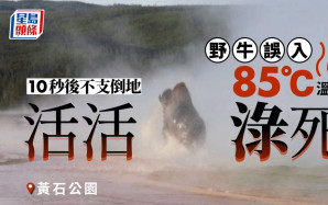 黄石公园野牛误入85℃温泉  10秒监生渌死