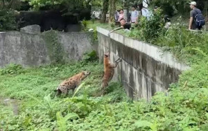 《少年Pi》狗明星︱台北動物園遊客越欄挑釁鬣狗  咬合力勁過獅子10倍