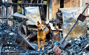 貨櫃屋無情火燒死22犬