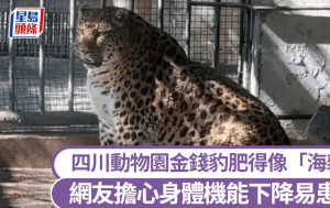 孔雀金錢豹黑熊肥得不尋常   四川動物園獲封「養豬基地」