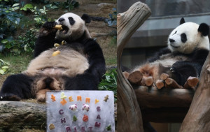 大熊貓｜安安可可首在港過聖誕 海洋公園準備聖誕禮物 安安豪邁食竹「肚腩當餐枱」