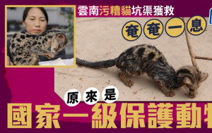 雲南路人坑渠撿到「虎斑貓」？ 實為國家一級保護動物