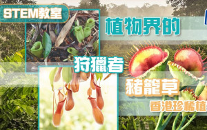 植物界的狩獵者 香港珍稀植物——豬籠草｜STEM教室