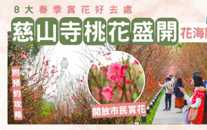 香港賞花2023｜大埔慈山寺桃花逾500棵盛開！附預約方法/交通　8大春季賞花好去處