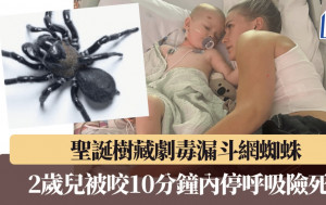 聖誕樹藏劇毒漏斗網蜘蛛 母以為是玩具 2歲兒被咬10分鐘內停呼吸險死