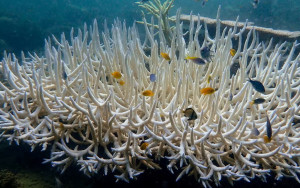 珊瑚礁滅絕危機  全球暖化致「第4次大規模白化」