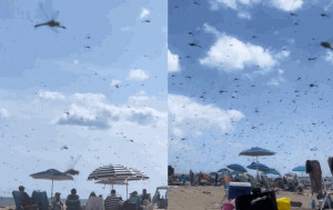 百万蜻蜓大军突袭美国海滩  游客尖叫躲避「以为世界末日！」