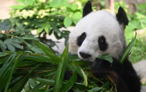 中央贈港一對大熊貓  最快周四抵港  港府擬辦命名比賽