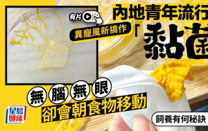 養黏菌減壓？︱熱潮直捲內地年輕人  專家解釋吸引之處……︱有片