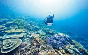 大堡礁恢復良好 避過列入世遺瀕危
