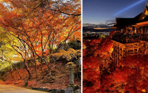 遊日注意｜有紀錄以來最暖秋天  紅葉季將延後登場