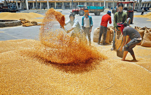 印禁出口衝擊 小麥價漲5.9%兩月新高
