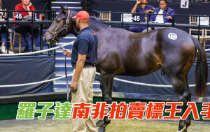 馬場浮世繪｜羅子達南非拍賣會購入三駒