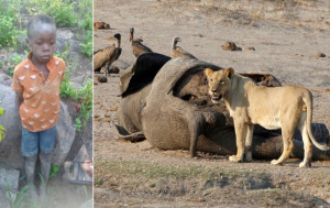 野外求生｜8歲男童誤闖獅群棲息地 獨撐5天無事獲救