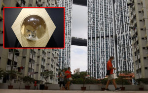 貓奴福音︱新加坡擬廢「禁貓令」  組屋每戶最快明年可最多養2隻