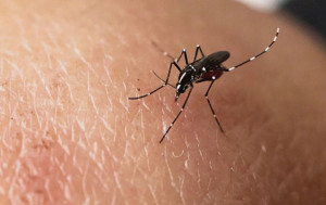 登革熱︱外地個案趨升政府加強滅蚊 小西灣患者居所附近未發現帶病毒蚊子