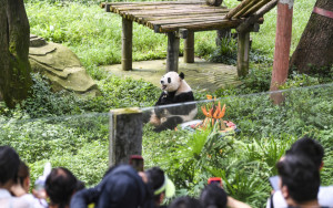 自成一派｜熊猫经济 机遇处处