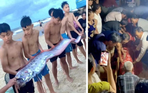 天災預兆？｜越南驚現4.5米「超大地震魚」　民眾爭相圍觀