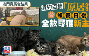 澳門賽馬會結業︱「原居貓」領養日圓滿結束 全數尋獲新主人
