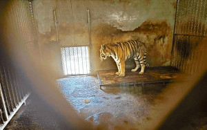 管理不善致20東北虎亡  阜陽動物園罰款逾千萬