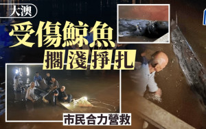 大澳鯨魚擱淺受傷掙扎 市民落海拯救 漁護署已啓動應變計劃｜有片