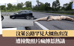 罕見奪命車禍｜巨鱷爬上公路遭撞斃照瘋傳 網民驚愕：竟有大型動物出沒？