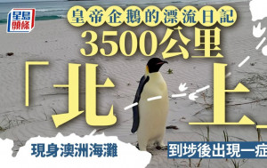 南極皇帝企鵝現身西澳海灘　漂流3500公里破最遠「北上」紀錄