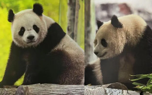 「寶力」、「青寶」將赴美  中國再租兩大熊貓給華盛頓