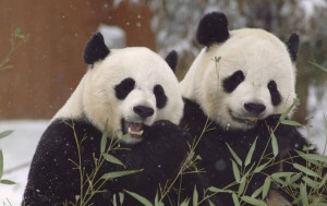 七一回歸27周年︱李家超宣布好消息！中央再贈一對大熊貓 數月後將到港