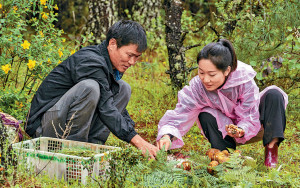 暑假親子採菇團火爆 大理古城山上「人比菌多」