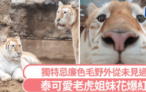 泰忌廉色老虎姐妹花紅爆動物園  天然呆似足小貓